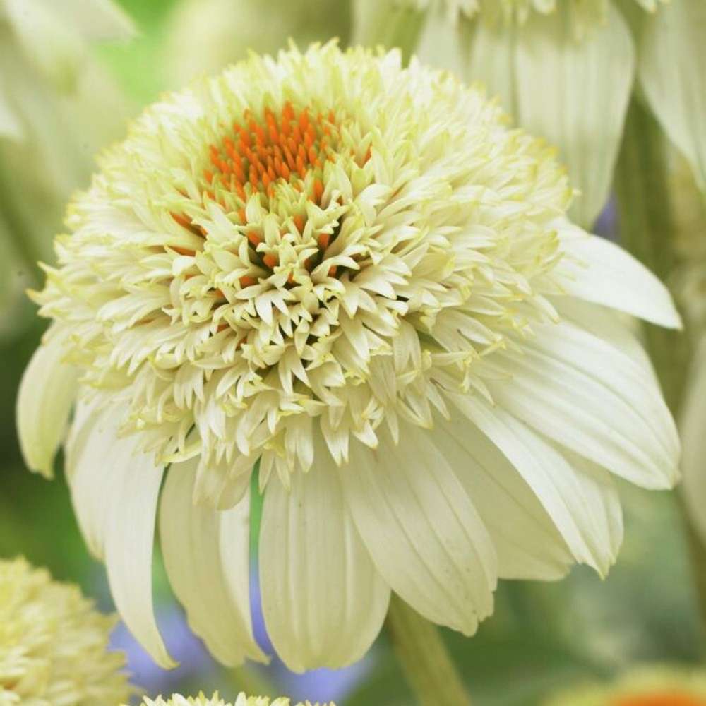 Purpursolhat 'Milkshake'